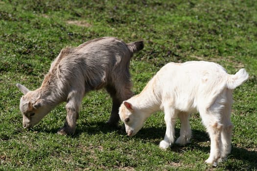 Mini goats....