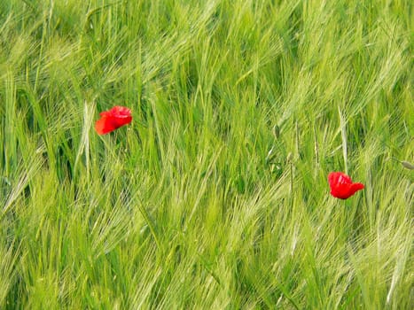 red-green