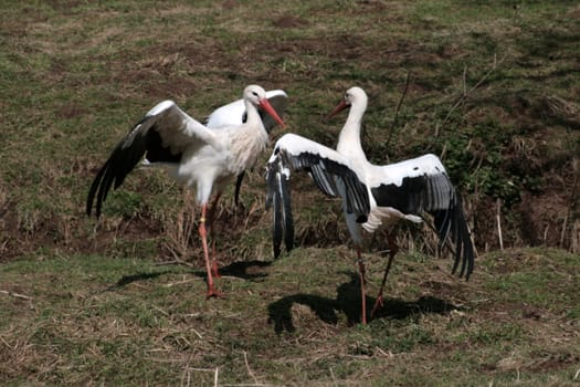 Storks at Freisen Zoo