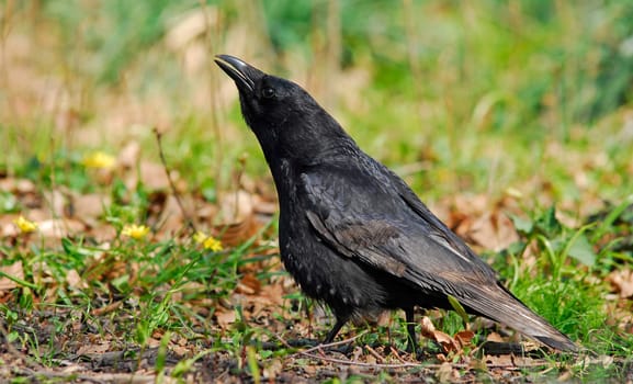 Corvid