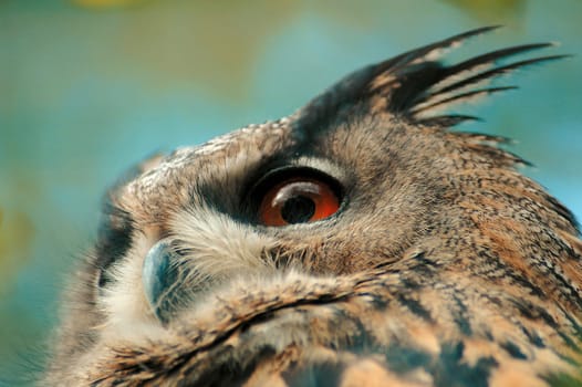 Eagle owl