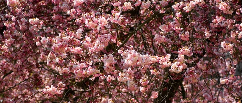 Cherry blossom