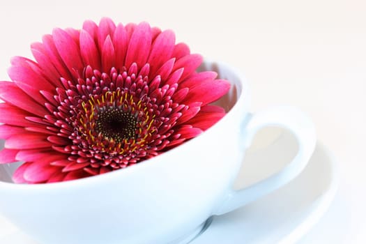 Flower in cup