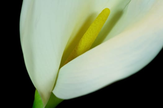 Calla