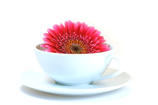 Gerbera in cup