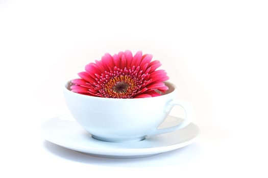 Blossom in cup