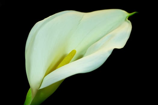 Calla II