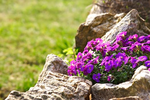 Rockery