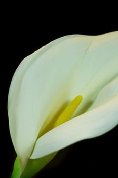 Arum