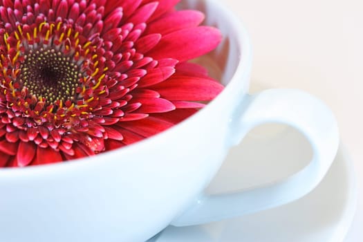 Gerbera in cup