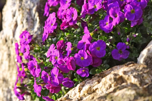 Upholstery perennials