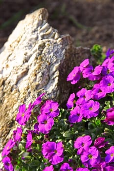 Rockery
