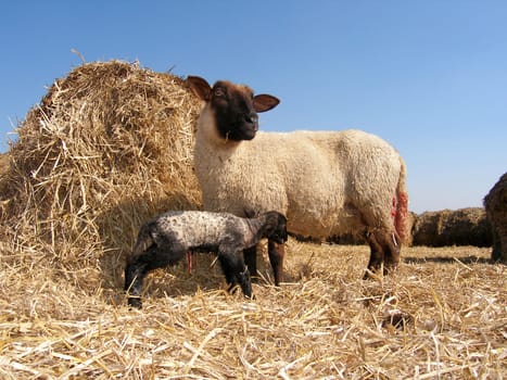 Mother and lamb 2 hours after birth.