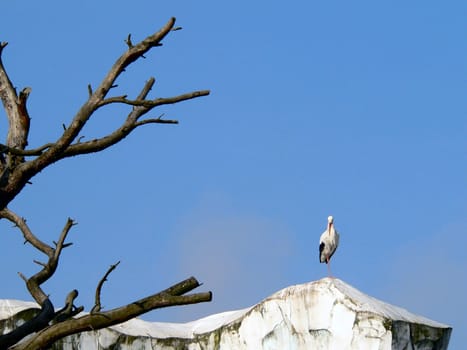 Stork on the rock