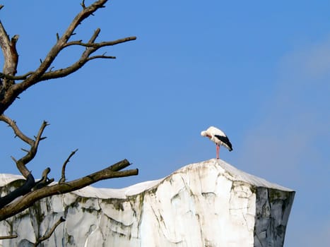 Stork