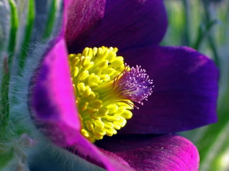 Pulsatilla vulgaris