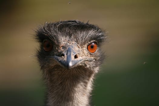 Greater Emu (Dromaius novaehollandiae)