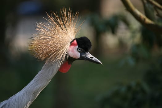 Balearica pavonina