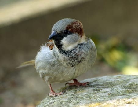 Sparrow
