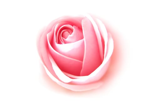 gentle rose