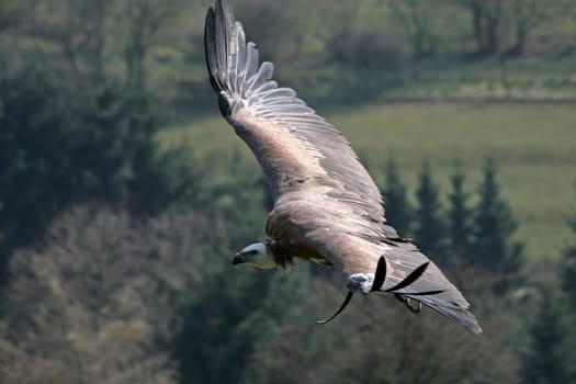 Vultures in flight