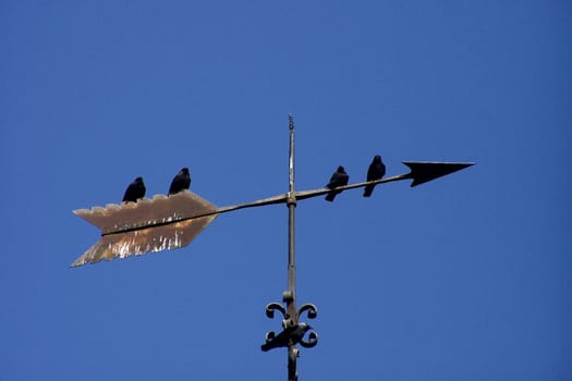 Greybirds