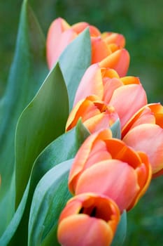 orange tulips from Holland