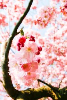Pink cherry blossom