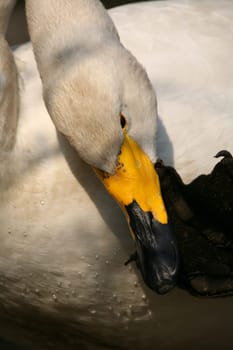Cygnus cygnus