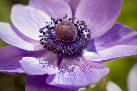 Purple Flower Blossom