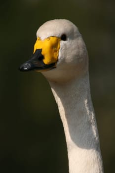 Cygnus cygnus