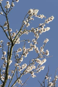Spring Awakening3