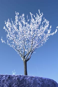 Wild Cherry2