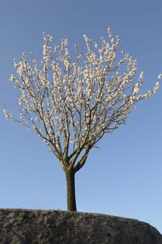 Wild cherry