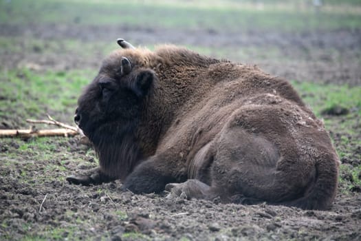 Powerful primeval animal