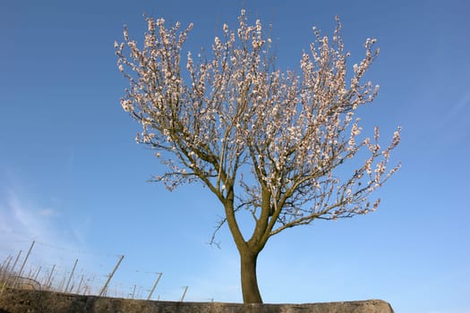 blooming cherry tree