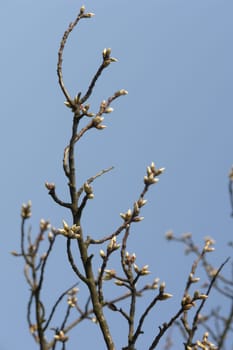 Spring Awakening