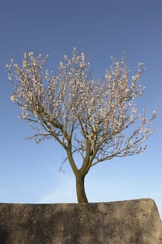 Cherry tree