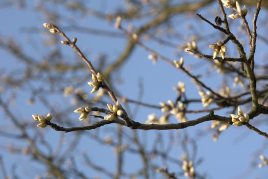 Spring Awakening