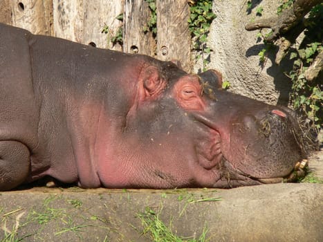 Siesta