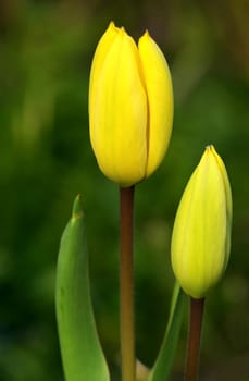 Spring colors