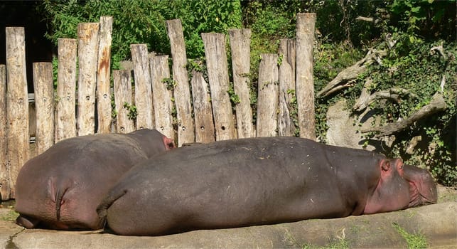 two hippos