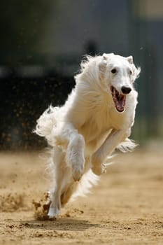 Borzoi racing dogs from russia