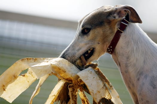 A Chart-Polski ( Polish greyhound breed ) while making prey,after the race...