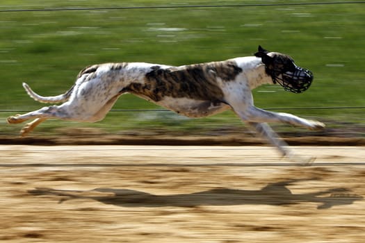 Whippet on the racetrack in action...