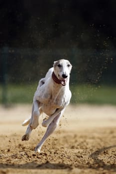 Chart-Polskis,quite rare greyhound breed from Poland.