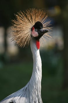 Balearica pavonina