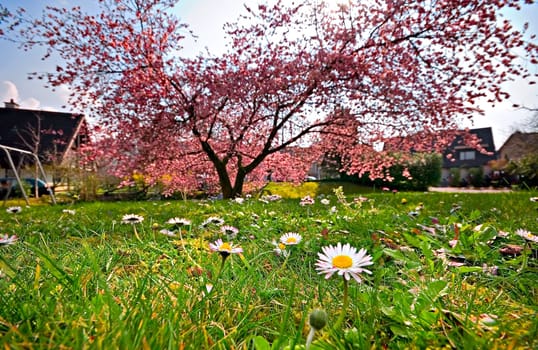 Spring meadow