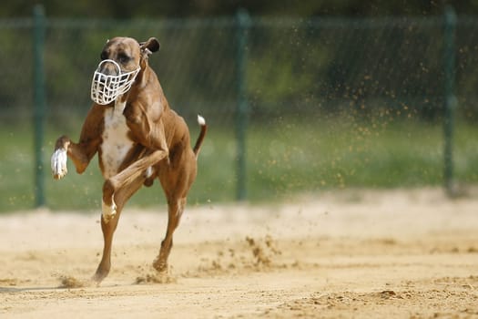 Azawakh - African greyhound