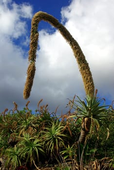 Agave americana